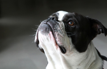 Storm, my 2 years old New English Bulldog in black and white looking at his dog's candy