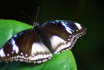 Obraz na płótnie Canvas Colorful black, brown, blue and white butterfly on a green leaf