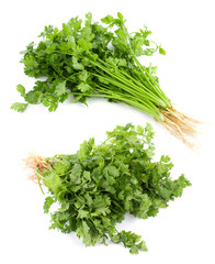 fresh coriander leaves on white background