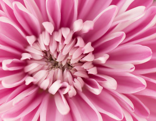 Pink Chrysanthemum Flower in Garden