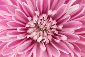 Pink Chrysanthemum Flower in Garden