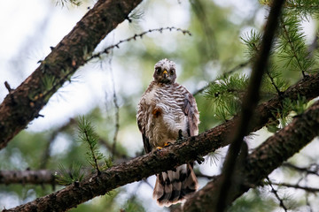 Sparrowhawk accipiter nisus juvenile sitting on branch of tree. Cute young hawk in wildlife.