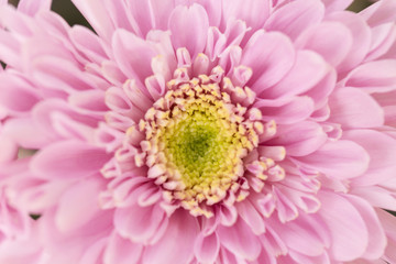 Pink Chrysanthemum Flower in Garden