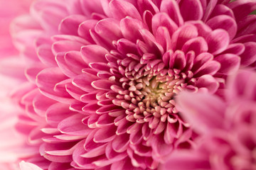 Pink Chrysanthemum Flower in Garden