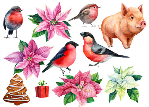 Set of poinsettia, pig, gift, bird bullfinch christmas decorations on a white background, watercolor illustration, hand drawing