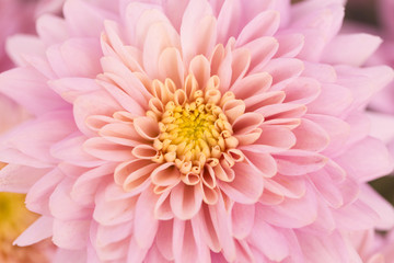 Pink Chrysanthemum Flower in Garden