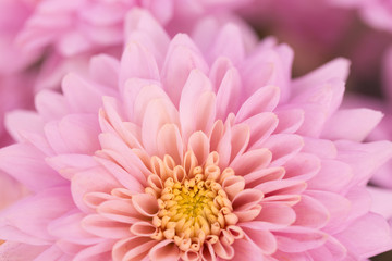 Pink Chrysanthemum Flower in Garden