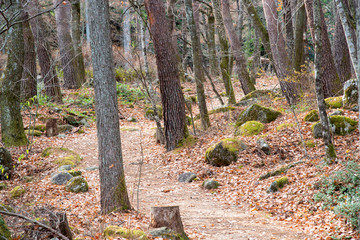 森の小道　圧縮構図