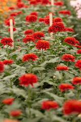 Red Chrysanthemum Flower in Garden