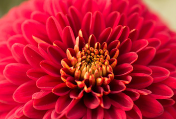 Red Chrysanthemum Flower in Garden