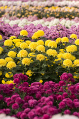 Rows of Chrysanthemum Flowers in Garden