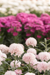 Obraz premium Rows of Chrysanthemum Flowers in Garden