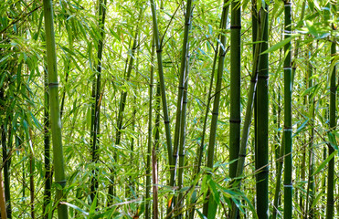 Thickets of bamboo in the garden. The stems of bamboo.