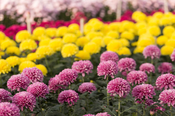 Rows of Chrysanthemum Flowers in Garden