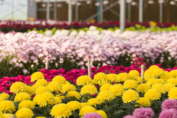 Rows of Chrysanthemum Flowers in Greenhouse