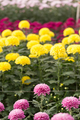 Obraz premium Rows of Chrysanthemum Flowers in Garden