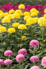 Rows of Chrysanthemum Flowers in Garden