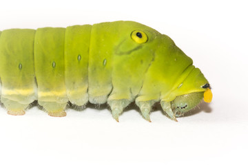 Green caterpillar