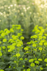 Rows of Green Chrysanthemum Flowers in Garden