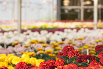 Rows of Chrysanthemum Flowers in Greenhouse