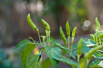 Chilli Padi, Bird's Eye Chilli, Bird Chilli, Thai pepper in garden, Selective focus.