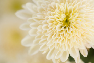 Fototapeta premium White Chrysanthemum Flower in Garden