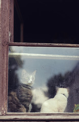 cute cats sit in the window and look at the street