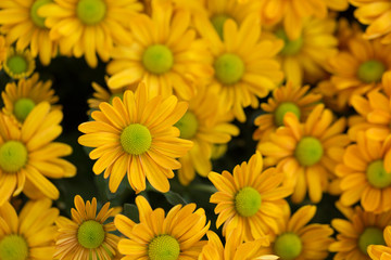 Yellow Chrysanthemum Flower in Garden