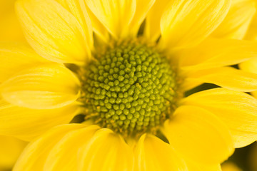 Yellow Chrysanthemum Flower in Garden