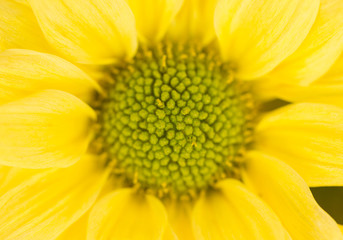 Yellow Chrysanthemum Flower in Garden