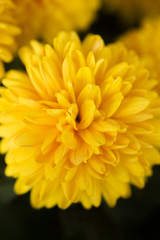 Yellow Chrysanthemum Flower in Garden