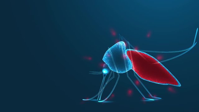 Mosquito sucking human blood. low poly wireframe theme on blue video animation  background concept. 