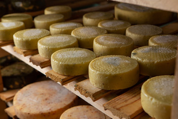 Cow milk cheese, stored in a wooden shelves and left to mature