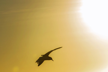 bird in flight with sun