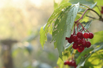 Red viburnum in the garden. Strengthening immunity. Health concept