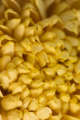 Yellow Chrysanthemum Flower in Garden