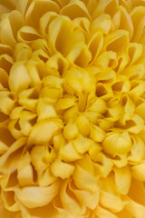 Yellow Chrysanthemum Flower in Garden