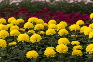 Yellow Chrysanthemum Flower in Garden