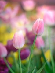 Colorful of couple tulips against sunlight and flare over tulip as floral background