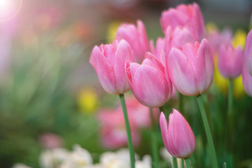 Fototapeta premium Colorful of group of pink tulips against sunlight and flare as floral background