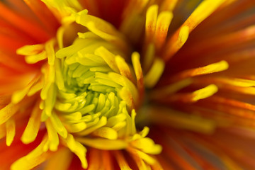 Two-Tone (Yellow and Red)  Chrysanthemum Flower in Garden
