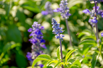 purple salvia flowers in the garden