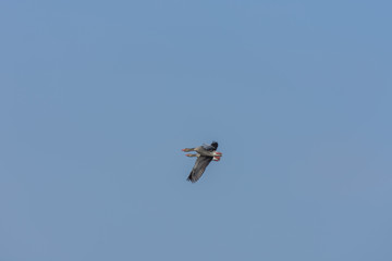 zwei wildgaense am blauen himmel