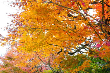 日本の古都　京都の秋の風景　南禅寺と永観堂