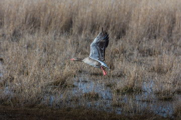 wildgans fliegt in einer seelandschaft