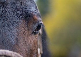 Naklejka premium close-up portrait of a horse in black and white