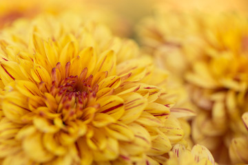 Two-Tone (Yellow and Red) Chrysanthemum Flower in Garden