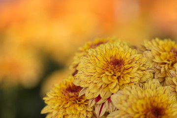 Two-Tone (Yellow and Red) Chrysanthemum Flower in Garden