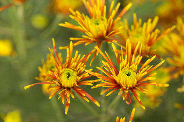 Two-Tone (Yellow and Red) Chrysanthemum Flower in Garden