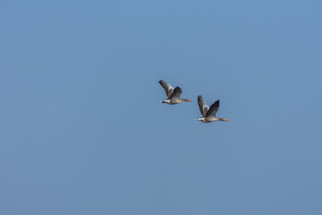 zwei wildgaense im flug am himmel